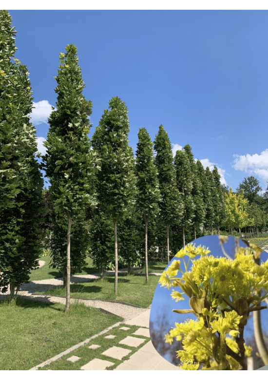 Mauritz-Spitzahorn 'Mauritz Upright' Hochstamm® | Acer platanoides 'Mauritz Upright'®