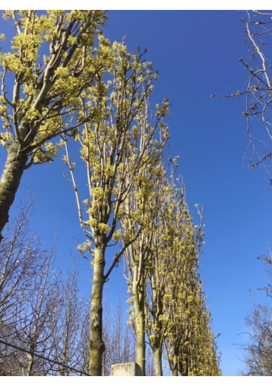 Mauritz-Spitzahorn 'Mauritz Upright' Hochstamm® | Acer platanoides 'Mauritz Upright'®