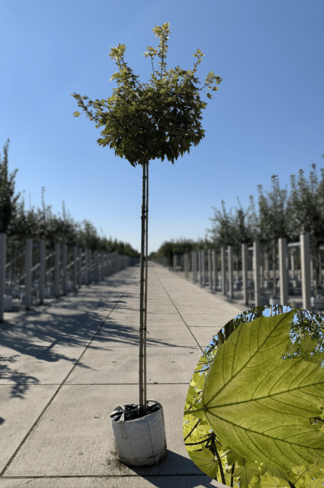 Kugel Berg-Ahorn 'Brilliantissimum' | Acer pseudoplatanus 'Brilliantissimum'