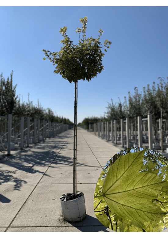 Kugel Berg-Ahorn 'Brilliantissimum' | Acer pseudoplatanus 'Brilliantissimum'