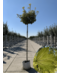 Kugel Berg-Ahorn 'Brilliantissimum' | Acer pseudoplatanus 'Brilliantissimum'