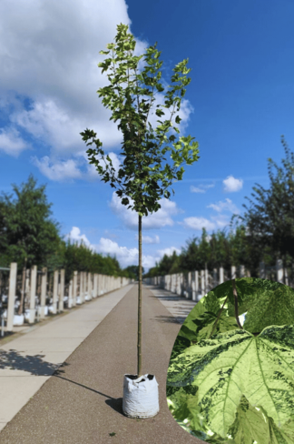 Berg-Ahorn 'Leopoldii' | Acer pseudoplatanus 'Leopoldii'