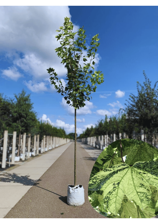 Berg-Ahorn 'Leopoldii' | Acer pseudoplatanus 'Leopoldii'