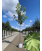 Venovi GmbH Berg-Ahorn 'Leopoldii' | Acer pseudoplatanus 'Leopoldii'