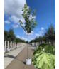 Berg-Ahorn 'Leopoldii' | Acer pseudoplatanus 'Leopoldii'