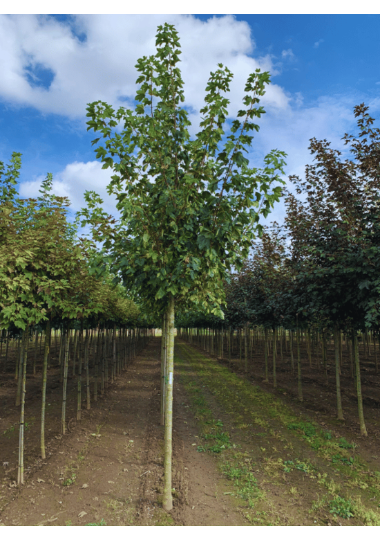 Berg-Ahorn 'Leopoldii' | Acer pseudoplatanus 'Leopoldii'