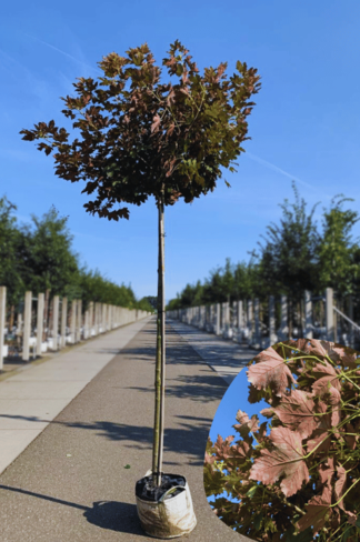 Berg-Ahorn 'Prinz Handjery' | Acer pseudoplatanus 'Prinz Handjery'