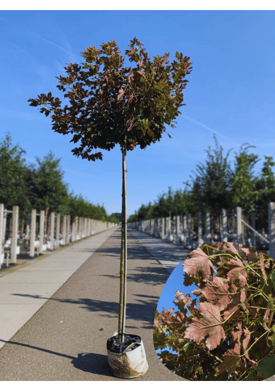 Berg-Ahorn 'Prinz Handjery' | Acer pseudoplatanus 'Prinz Handjery'