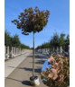 Berg-Ahorn 'Prinz Handjery' | Acer pseudoplatanus 'Prinz Handjery' Berg-Ahorn 'Prinz Handjery' | Acer pseudoplatanus 'Prinz Handjery'