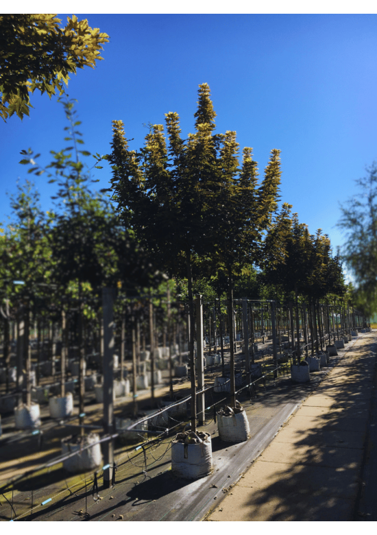 Berg-Ahorn 'Prinz Handjery' | Acer pseudoplatanus 'Prinz Handjery'