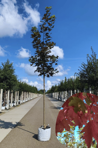 Berg-Ahorn 'Spaethii' | Acer pseudoplatanus 'Spaethii'