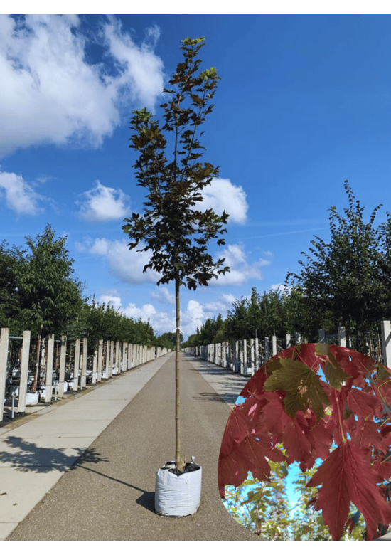 Berg-Ahorn 'Spaethii' | Acer pseudoplatanus 'Spaethii'