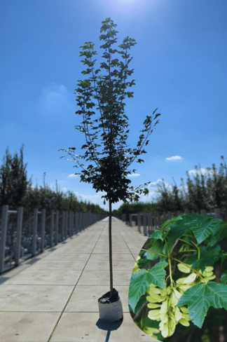 Bergahorn Hochstamm | Acer pseudoplatanus