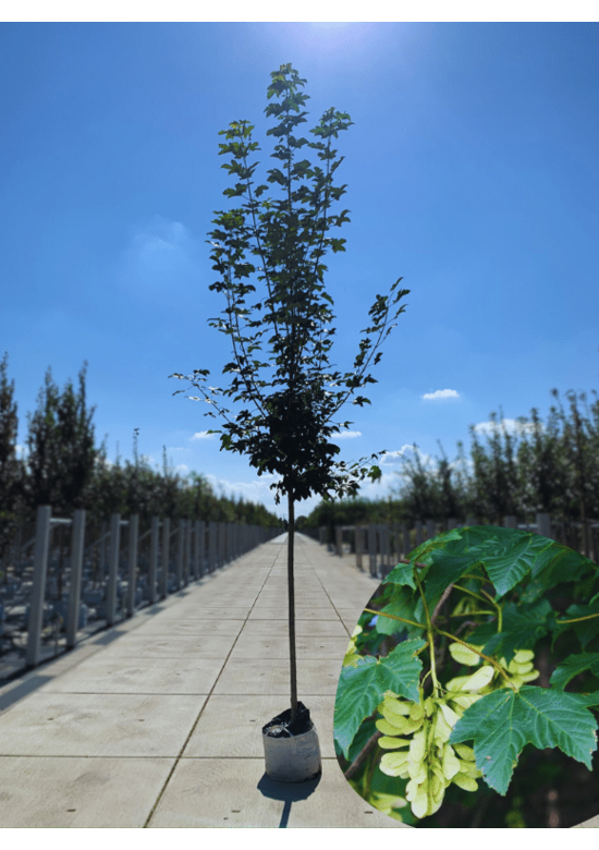 Bergahorn Hochstamm | Acer pseudoplatanus