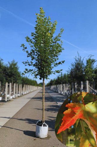 Rot-Ahorn 'Karpick' | Acer rubrum 'Karpick' Rot-Ahorn 'Karpick' | Acer rubrum 'Karpick'