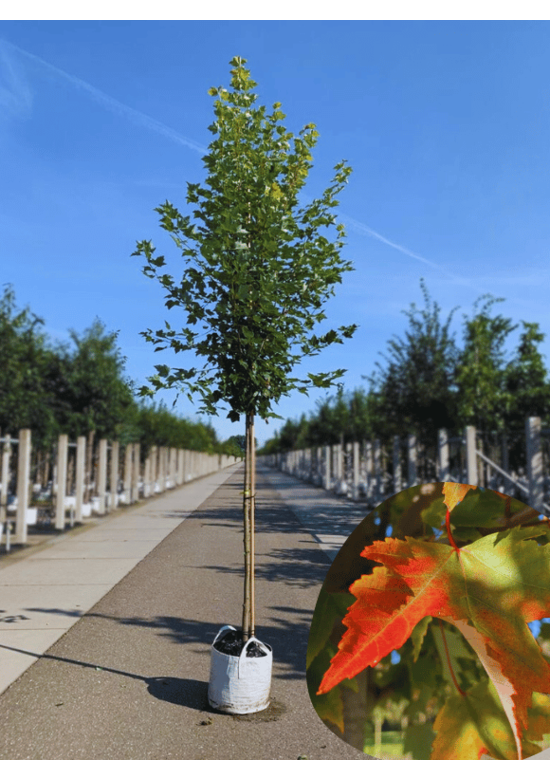 Rot-Ahorn 'Karpick' | Acer rubrum 'Karpick'