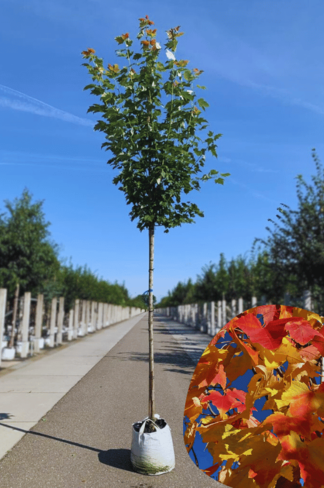 Säulen-Rotahorn 'Scanlon' | Acer rubrum 'Scanlon' Säulen-Rotahorn 'Scanlon' | Acer rubrum 'Scanlon'