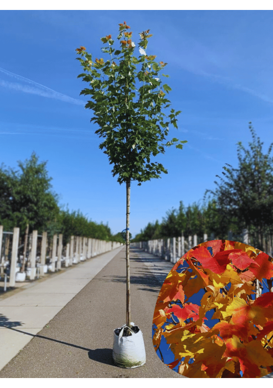 Säulen-Rotahorn 'Scanlon' | Acer rubrum 'Scanlon'