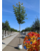 Säulen-Rotahorn 'Scanlon' | Acer rubrum 'Scanlon'