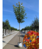 Säulen-Rotahorn 'Scanlon' | Acer rubrum 'Scanlon'