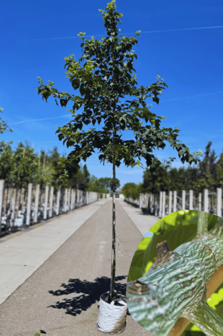 Rotnervige Schlangenhaut-Ahorn | Acer rufinerve
