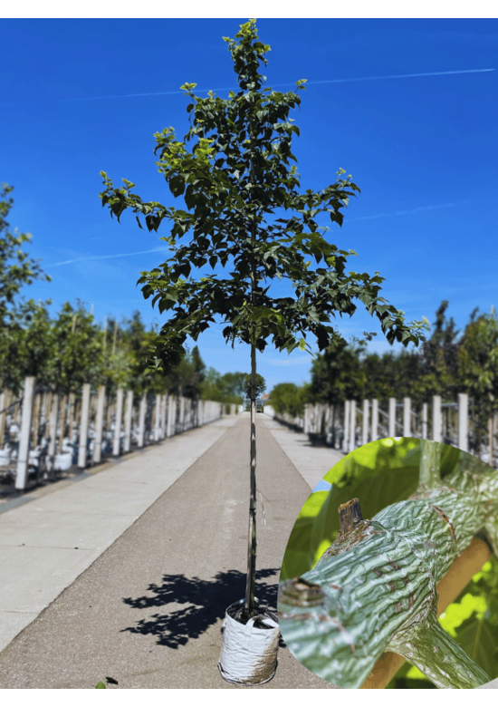 Rotnervige Schlangenhaut-Ahorn | Acer rufinerve