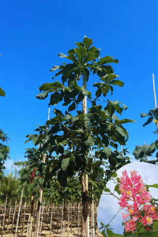 Rotblühende Edelkastanie - Rosskastanie 'Briotii' | Aesculus carnea 'Briotii' Rotblühende Edelkastanie - Rosskastanie 'Briotii' | Aesculus carnea 'Briotii'