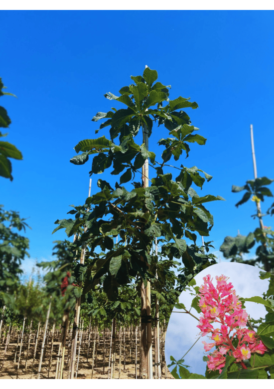 Rotblühende Edelkastanie - Rosskastanie 'Briotii' | Aesculus carnea 'Briotii'