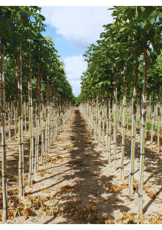Rotblühende Edelkastanie - Rosskastanie 'Briotii' | Aesculus carnea 'Briotii'