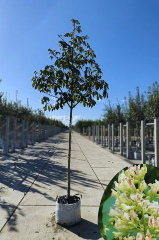 Gelbe Pavie 'Vestita' | Aesculus flava 'Vestita' Gelbe Pavie 'Vestita' | Aesculus flava 'Vestita'