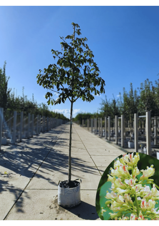 Gelbe Pavie 'Vestita' | Aesculus flava 'Vestita' Gelbe Pavie 'Vestita' | Aesculus flava 'Vestita'