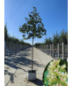 Gelbe Pavie 'Vestita' | Aesculus flava 'Vestita' Gelbe Pavie 'Vestita' | Aesculus flava 'Vestita'