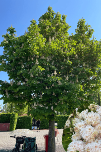 Gefülltblühende Rosskastanie 'Baumannii' | Aesculus hippocastanum 'Baumannii'