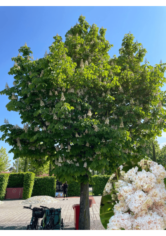Gefülltblühende Rosskastanie 'Baumannii' | Aesculus hippocastanum 'Baumannii'