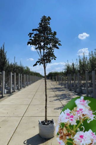 Gewöhnliche Rosskastanie | Aesculus hippocastanum