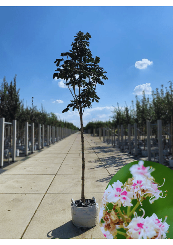 Gewöhnliche Rosskastanie | Aesculus hippocastanum