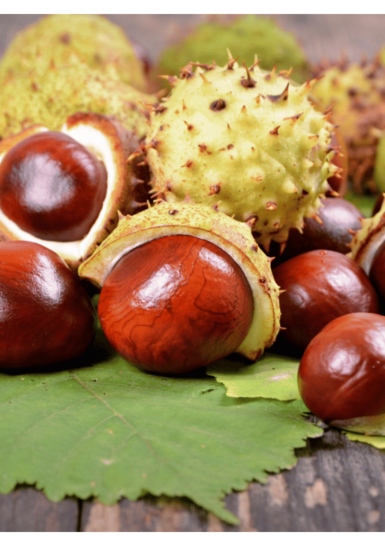 Gewöhnliche Rosskastanie | Aesculus hippocastanum