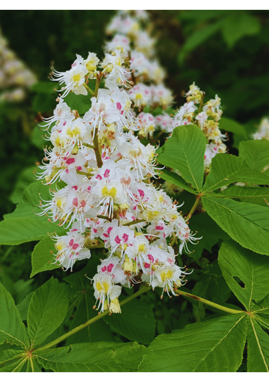 Gewöhnliche Rosskastanie | Aesculus hippocastanum