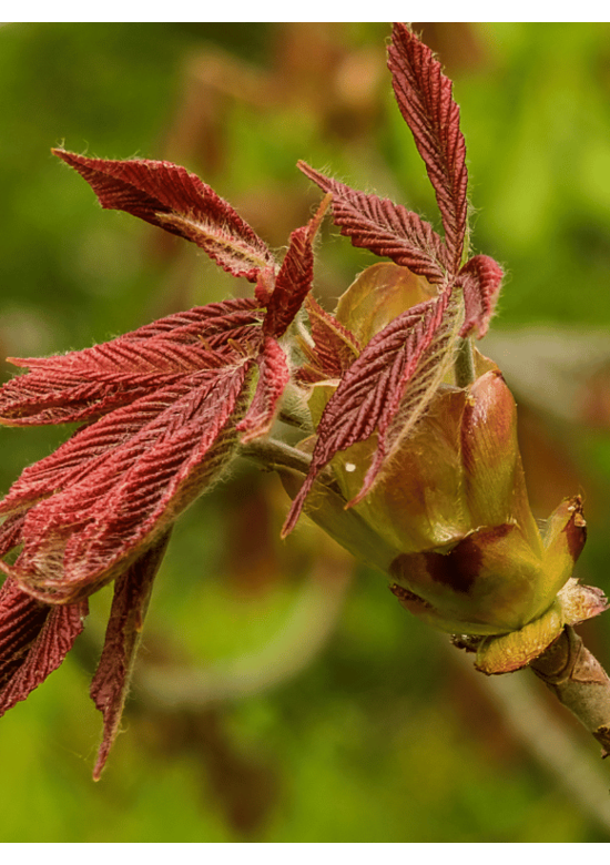 Indische Rosskastanie | Aesculus indica