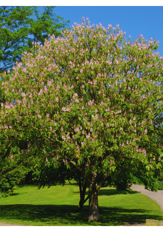 Indische Rosskastanie | Aesculus indica