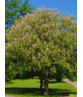 Indische Rosskastanie | Aesculus indica