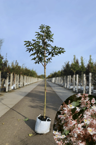 Indische Rosskastanie | Aesculus indica Indische Rosskastanie | Aesculus indica