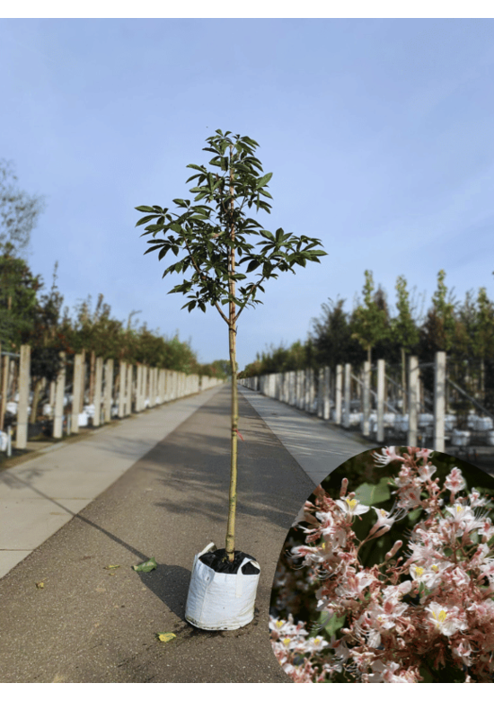 Indische Rosskastanie | Aesculus indica