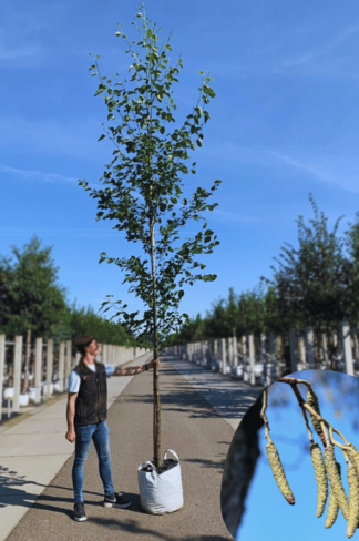 Italienische Erle | Alnus cordata