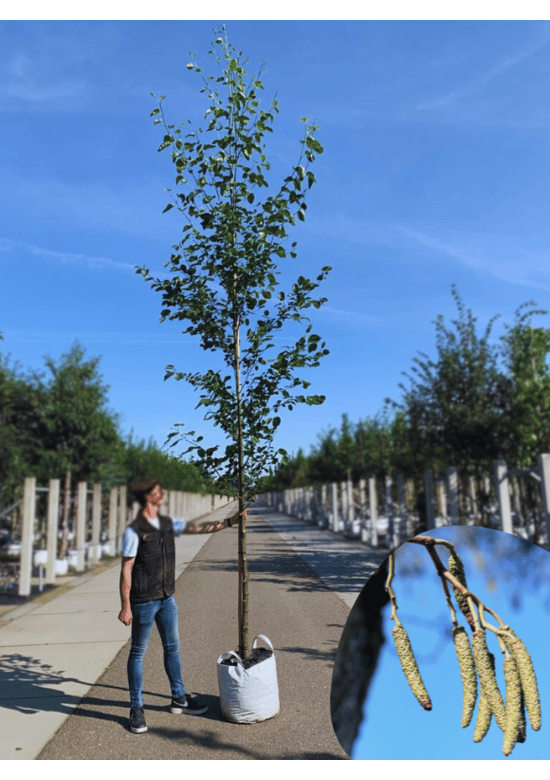 Italienische Erle - Herzblättrige Erle | Alnus cordata