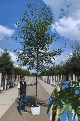 Schlitzblättrige Schwarz-Erle 'Laciniata' | Alnus glutinosa 'Laciniata'