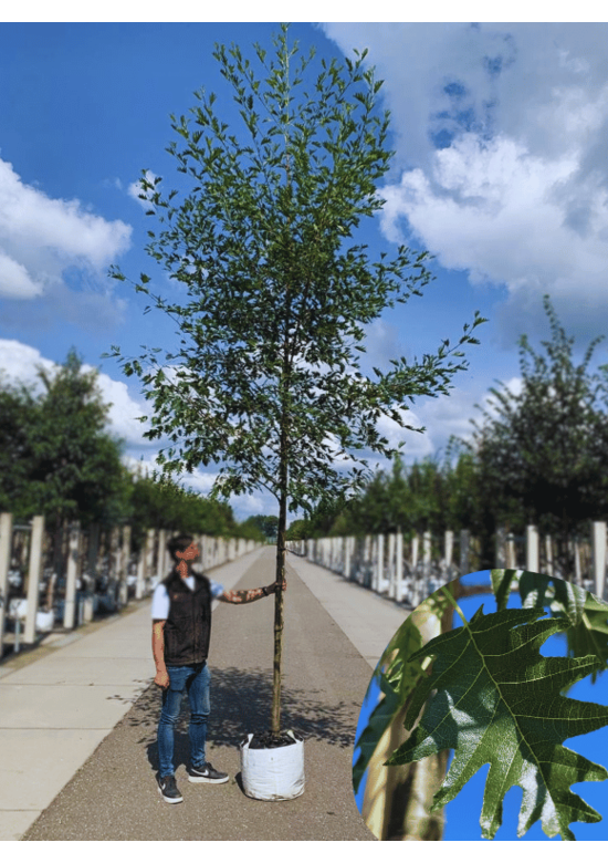 Schlitzblättrige Schwarz-Erle 'Laciniata' | Alnus glutinosa 'Laciniata'