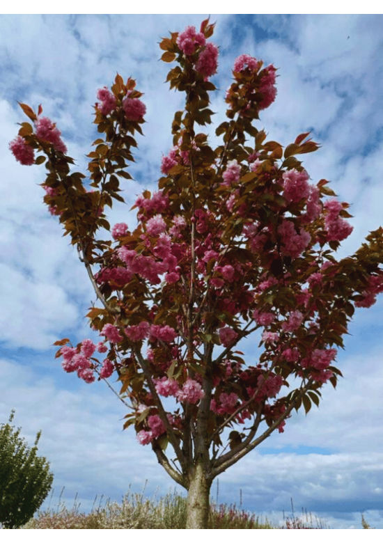 Japanische Blütenkirsche 'Kanzan' | Prunus serrulata 'Kanzan'