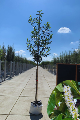 Kaukasischer Kirschlorbeer | Prunus laurocerasus 'Caucasica' Kaukasischer Kirschlorbeer | Prunus laurocerasus 'Caucasica'