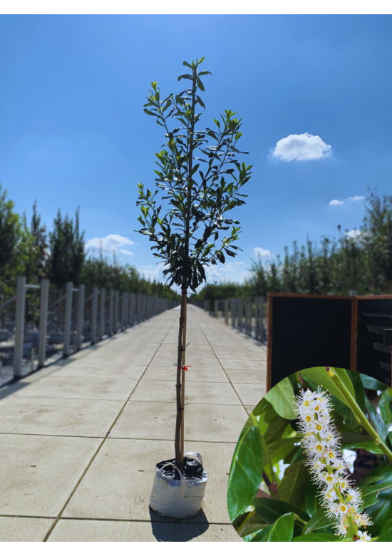 Kaukasischer Kirschlorbeer | Prunus laurocerasus 'Caucasica'